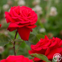 Eleganza® Grande Amore -Heirloom Roses Grande Amore 4525