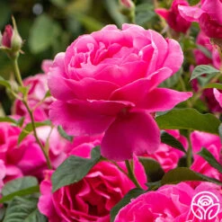 Grande Dame™ 22 Grande Dame™ -Heirloom Roses Grande Dame 018