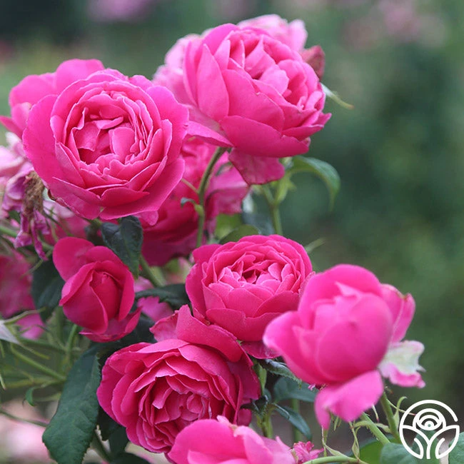 Grande Dame™ 14 Grande Dame™ - Image 12