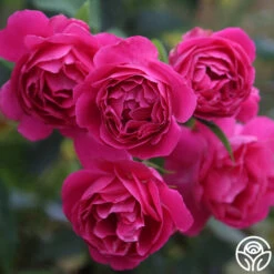 Grande Dame™ 20 Grande Dame™ -Heirloom Roses Grande Dame 12