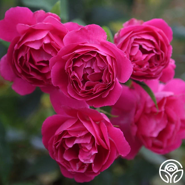 Grande Dame™ 5 Grande Dame™ - Image 3