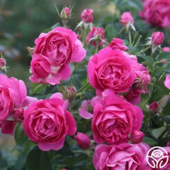 Grande Dame™ 31 Grande Dame™ -Heirloom Roses Grande Dame 14