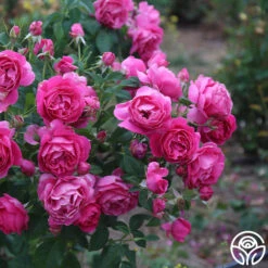 Grande Dame™ 26 Grande Dame™ -Heirloom Roses Grande Dame 16