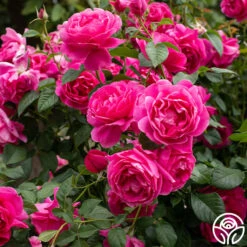 Grande Dame™ 28 Grande Dame™ -Heirloom Roses Grande Dame 013