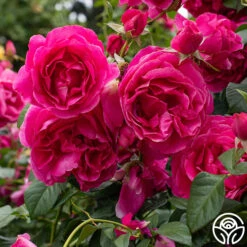 Grande Dame™ 27 Grande Dame™ -Heirloom Roses Grande Dame 015