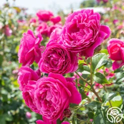 Grande Dame™ 23 Grande Dame™ -Heirloom Roses Grande Dame 02