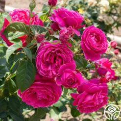 Grande Dame™ 33 Grande Dame™ -Heirloom Roses Grande Dame 03