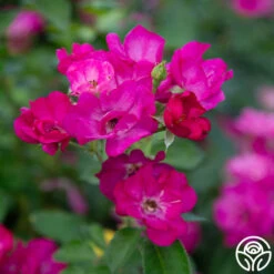 Grape Jelly™ 9 Grape Jelly™ -Heirloom Roses Grape Jelly