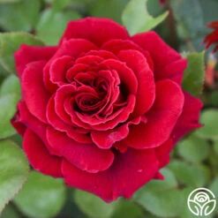 Eleganza® Gypsy Soul -Heirloom Roses Gypsy Soul 1