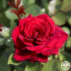 Eleganza® Gypsy Soul -Heirloom Roses Gypsy Soul 15
