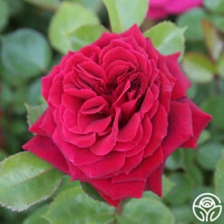 Eleganza® Gypsy Soul -Heirloom Roses Gypsy Soul 22