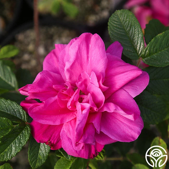 Hansa 5 Hansa - Image 3