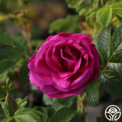 Hansa 15 Hansa -Heirloom Roses Hansa 07