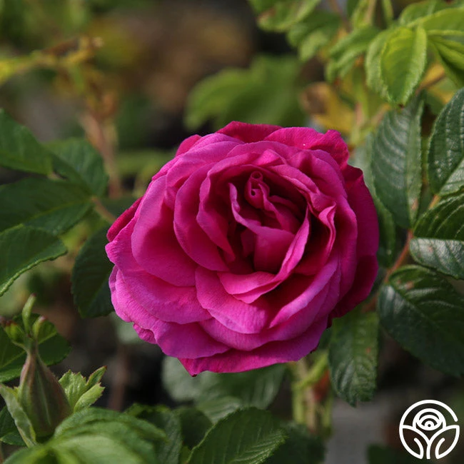 Hansa 9 Hansa - Image 7