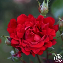 Eleganza® Heart Song™ -Heirloom Roses Heart Song 11