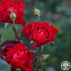 Eleganza® Heart Song™ -Heirloom Roses Heart Song 12