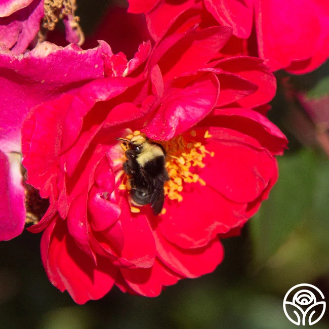 Henry Kelsey 7 Henry Kelsey - Image 5