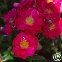 Henry Kelsey 17 Henry Kelsey -Heirloom Roses Henry Kelsey 12