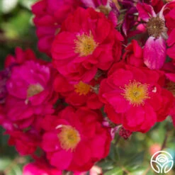 Henry Kelsey 15 Henry Kelsey -Heirloom Roses Henry Kelsey 14