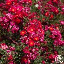 Henry Kelsey 13 Henry Kelsey -Heirloom Roses Henry Kelsey 16