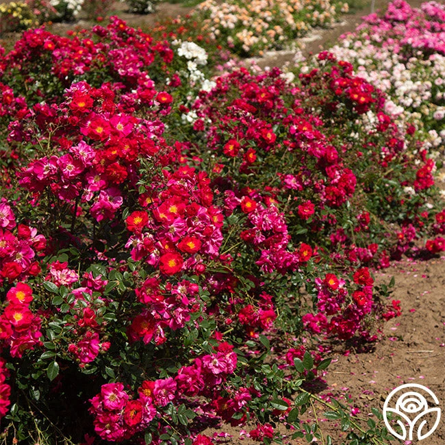 Henry Kelsey 4 Henry Kelsey - Image 2