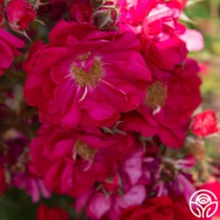 Henry Kelsey 12 Henry Kelsey -Heirloom Roses Henry Kelsey 19