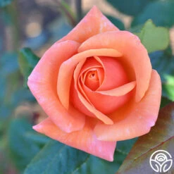 High Sheriff™ -Heirloom Roses High Sheriff 8