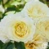 Highfield® -Heirloom Roses Highfield