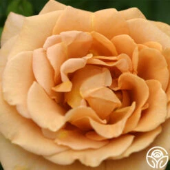 Honey Dijon™ -Heirloom Roses Honey Dijon 1