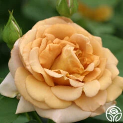 Honey Dijon™ -Heirloom Roses Honey Dijon 3