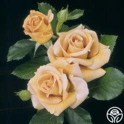 Honey Dijon™ -Heirloom Roses Honey Dijon 7