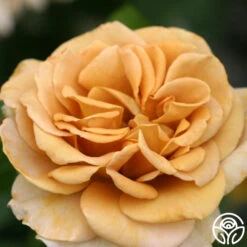 Honey Dijon™ -Heirloom Roses Honey Dijon05