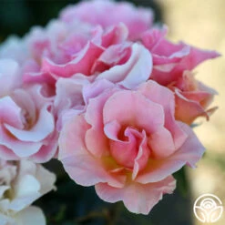 Honey Nectar™ 11 Honey Nectar™ -Heirloom Roses Honey Nectar 111