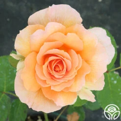 Honey Perfume™ 19 Honey Perfume™ -Heirloom Roses Honey Perfume 111