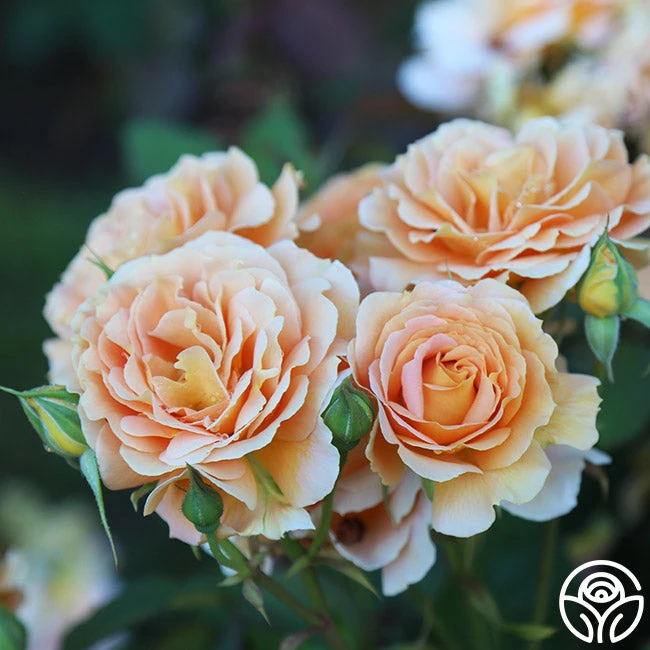 Honey Perfume™ 4 Honey Perfume™ - Image 2