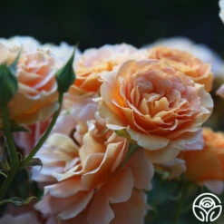 Honey Perfume™ 16 Honey Perfume™ -Heirloom Roses Honey Perfume 15