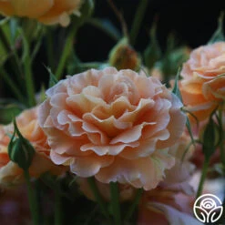 Honey Perfume™ 17 Honey Perfume™ -Heirloom Roses Honey Perfume 17