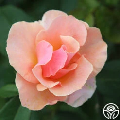 Honey Nectar™ 16 Honey Nectar™ -Heirloom Roses HoneyNectar 11