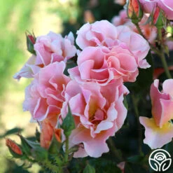 Honey Nectar™ 14 Honey Nectar™ -Heirloom Roses HoneyNectar 12