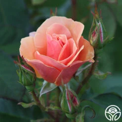 Honey Nectar™ 15 Honey Nectar™ -Heirloom Roses HoneyNectar 14
