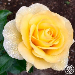 Honor Elizabeth™ 11 Honor Elizabeth™ -Heirloom Roses Honor Elizabeth 034