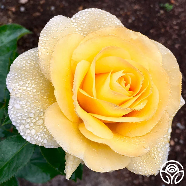 Honor Elizabeth™ 7 Honor Elizabeth™ - Image 5