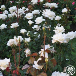 Honor™ -Heirloom Roses Honor 11