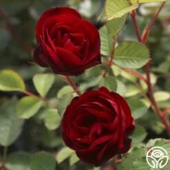 Hope For Humanity 9 Hope For Humanity -Heirloom Roses Hope For Humanity 02