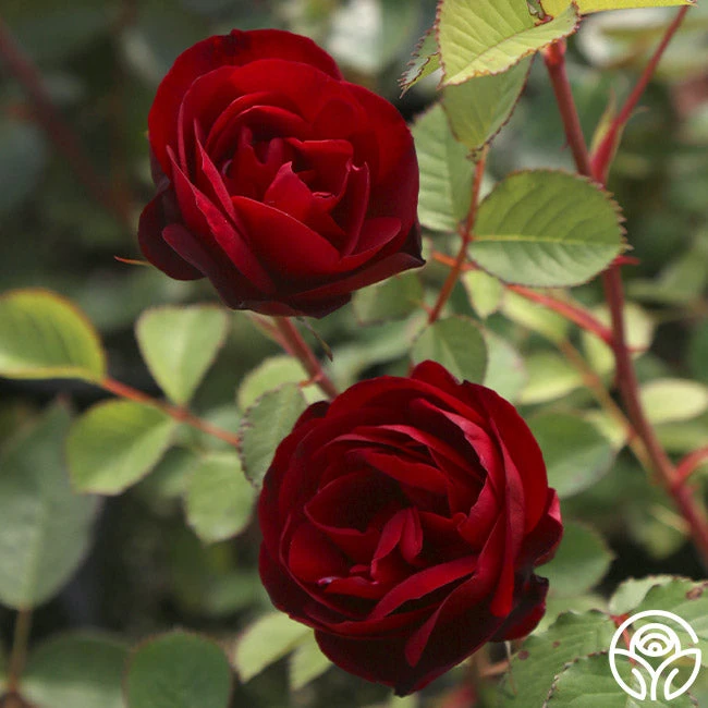 Hope For Humanity 5 Hope For Humanity - Image 3