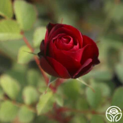 Hope For Humanity 10 Hope For Humanity -Heirloom Roses Hope For Humanity 03