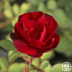 Hope For Humanity 11 Hope For Humanity -Heirloom Roses Hope For Humanity 04