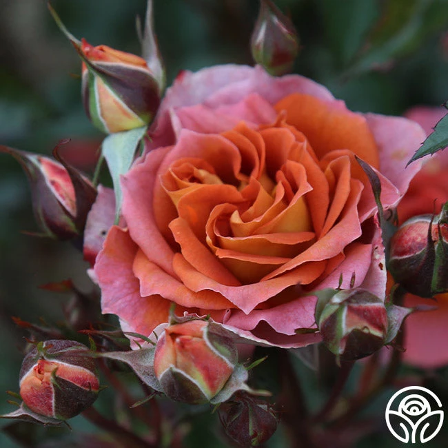 Iris Webb 4 Iris Webb - Image 2