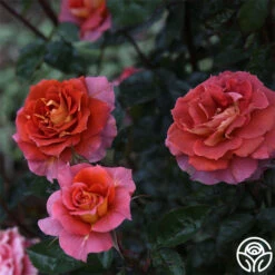 Iris Webb 14 Iris Webb -Heirloom Roses Iris Webb 14