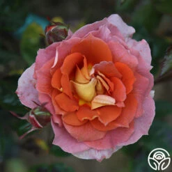 Iris Webb 19 Iris Webb -Heirloom Roses Iris Webb 15